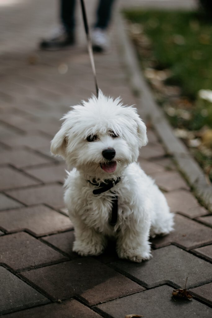 bichon frise puppy