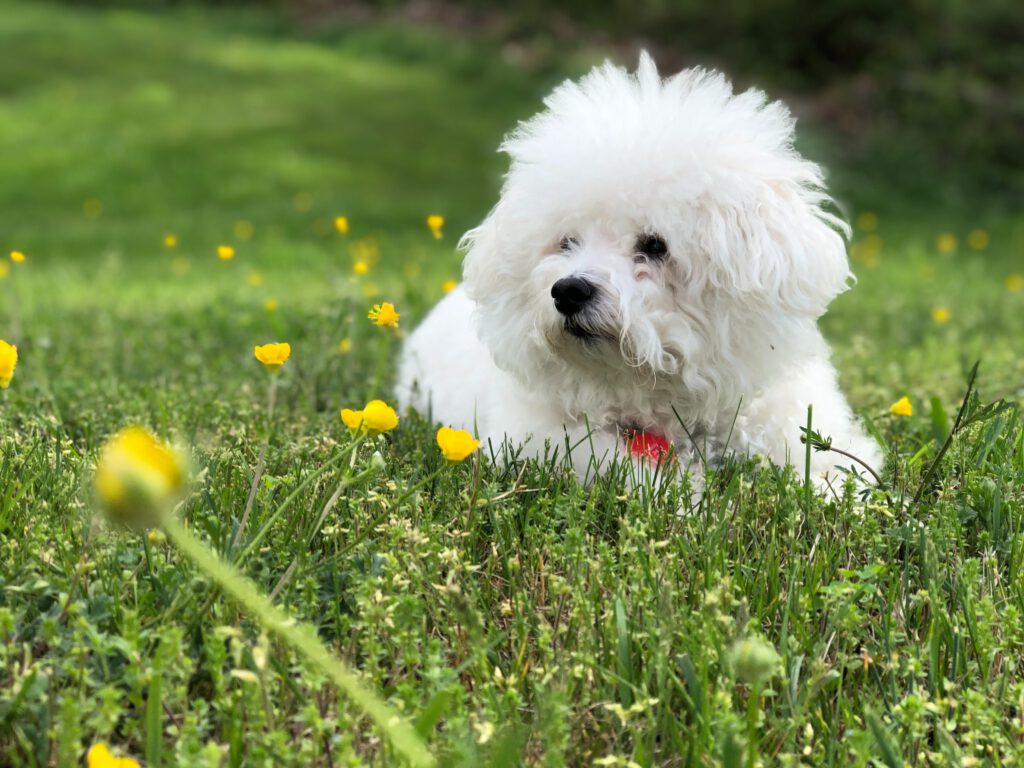 bichon frise puppy