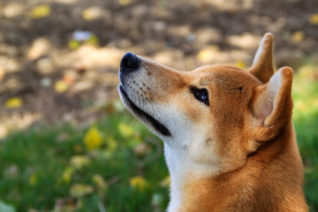 shiba inu dog