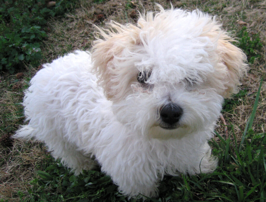 bichon frise puppy