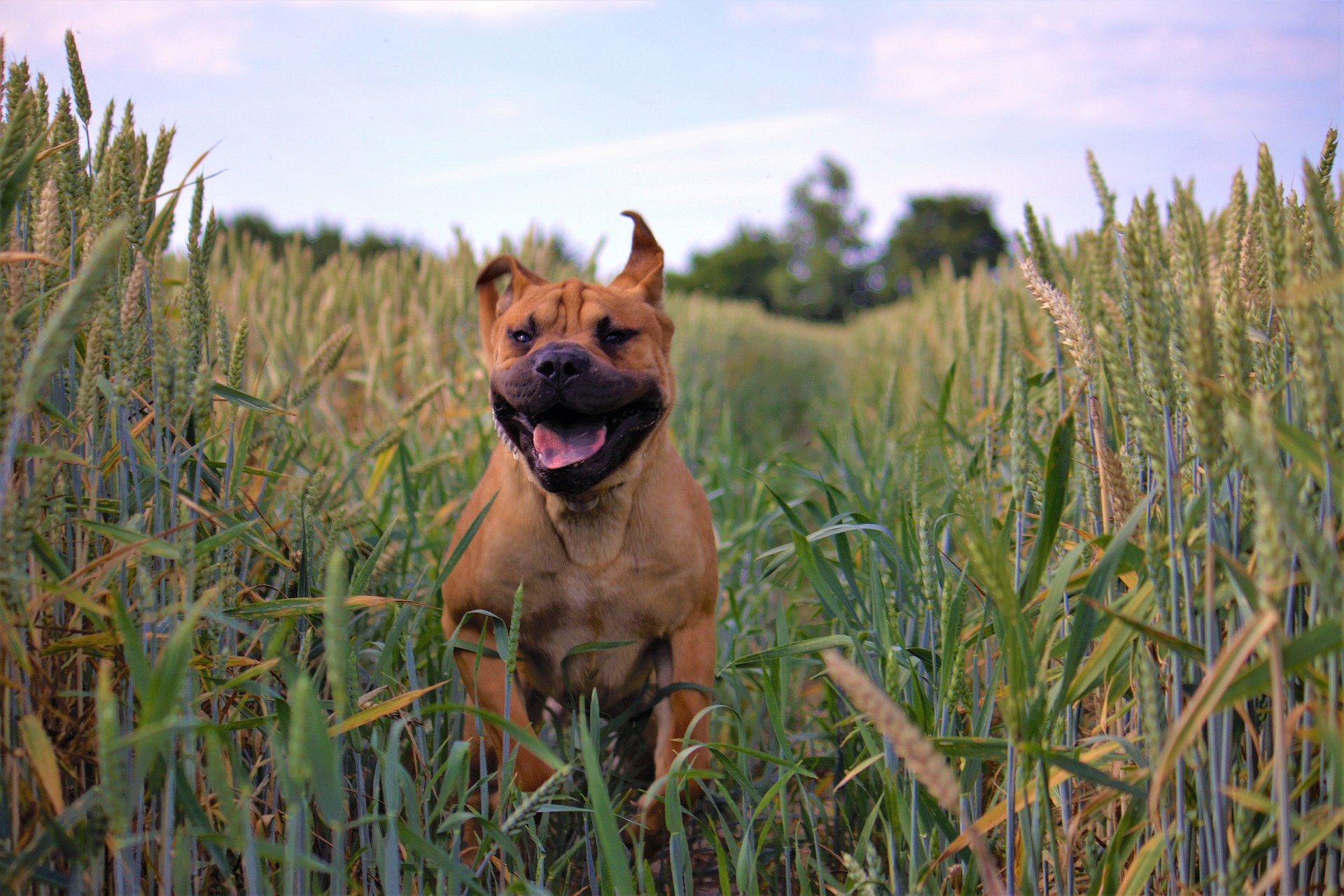 grains-in-dog-food-good-or-bad-bark-wonder